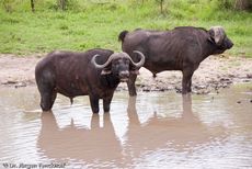 Afrikanischer Büffel (45 von 102).jpg